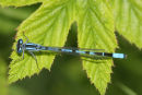 06-6184 Common Blue Damselfly (Enallagma cyathigerum) on Leaf, Low Barns Nature Reserve, County Durham
